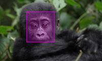 gorilla_highlight.jpg
