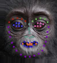 gorillababy.jpg