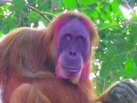 orangutan_highlight.jpg