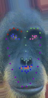 orangutan.jpg